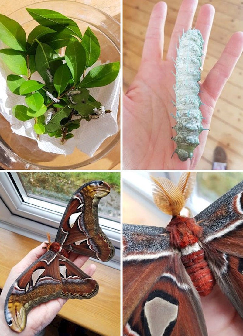 13. Uzgaja leptire😍