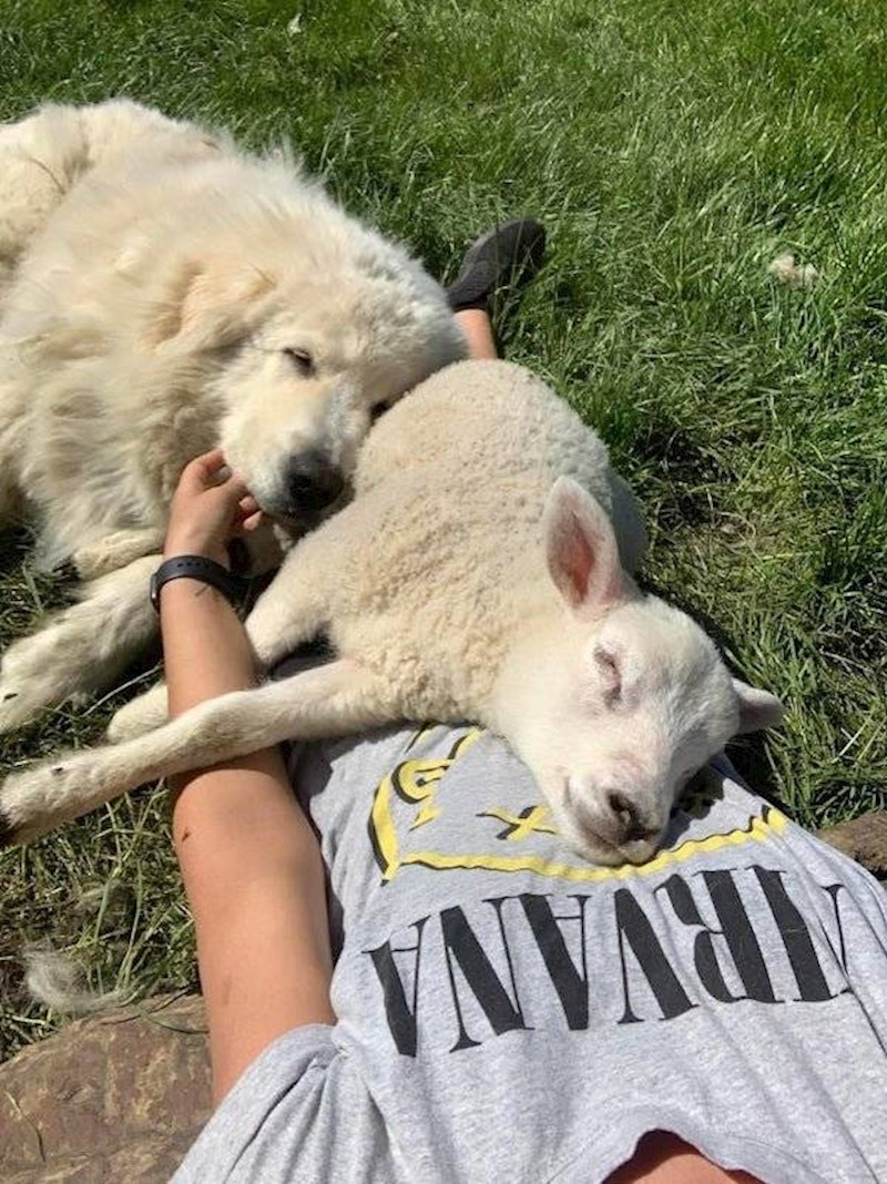 Čuvanje ovaca uključuje i maženje.