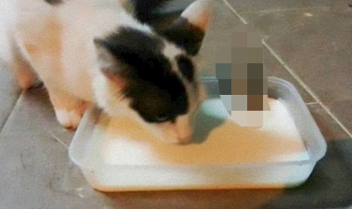 Nećete vjerovati kad vidite s kime je ova mačka podijelila svoju porciju mlijeka