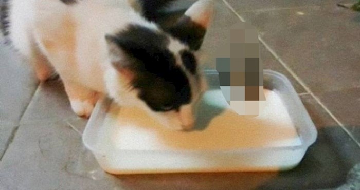 Nećete vjerovati kad vidite s kime je ova mačka podijelila svoju porciju mlijeka