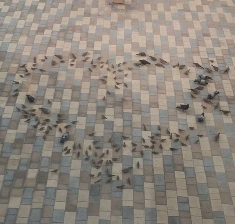 1. Moj tata svaki dan rasprostrani hranu za ptice u obliku srca kako bi moja mama kad se probudi prvo ugledala ovaj prizor!🥰