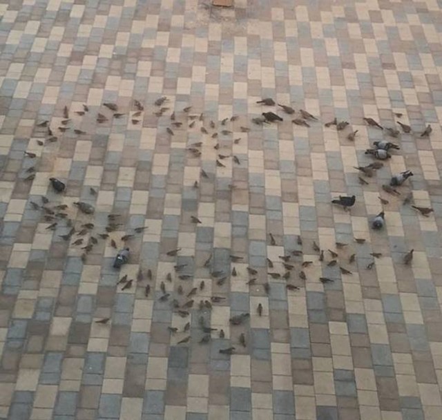 1. Moj tata svaki dan rasprostrani hranu za ptice u obliku srca kako bi moja mama kad se probudi prvo ugledala ovaj prizor!🥰