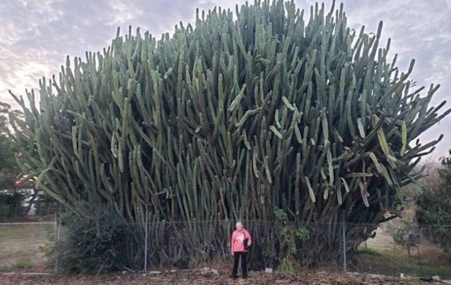 13. Golemi kaktus