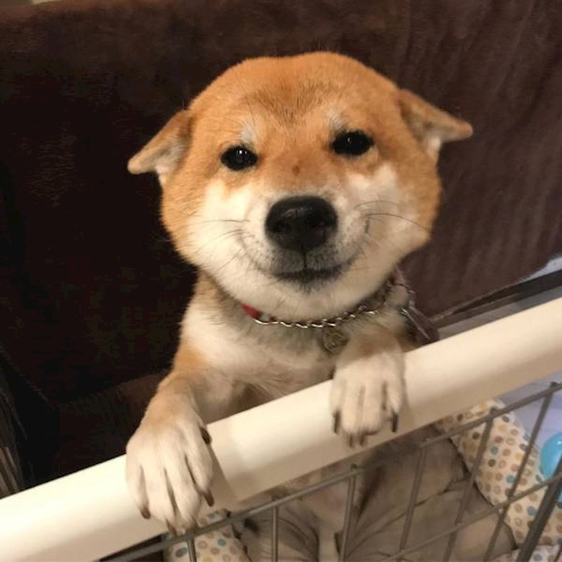 4. Ovaj pas UVIJEK se smije!