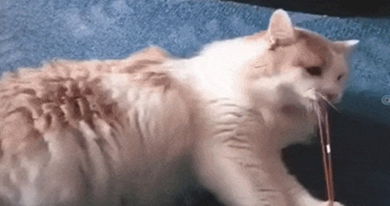 Pogledajte kakve borbe s gumicom za kosu vodi ova nespretna maca