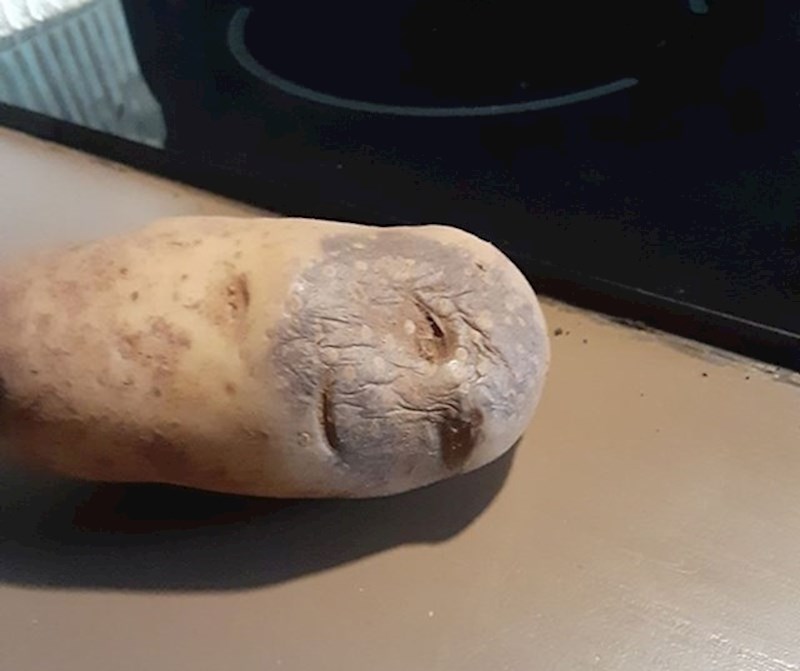 15. "Nisam bio siguran hoću li skuhati ovaj krumpir ili odvesti ga u bolnicu"