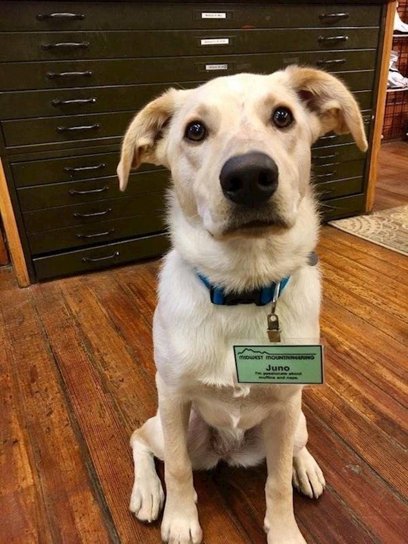 Juno, terapijski pas.