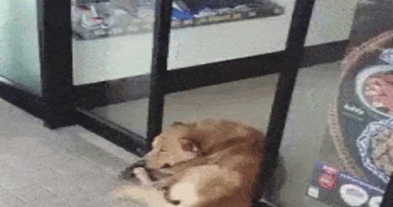 Nije lako objasniti zašto je ovaj pas odlučio zadrijemati baš na ovom mjestu