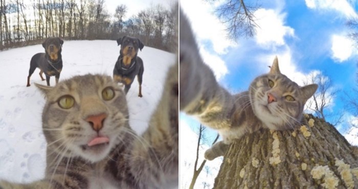 Upoznajte Mannyja, jedinog mačka na svijetu koji obožava snimati selfieje