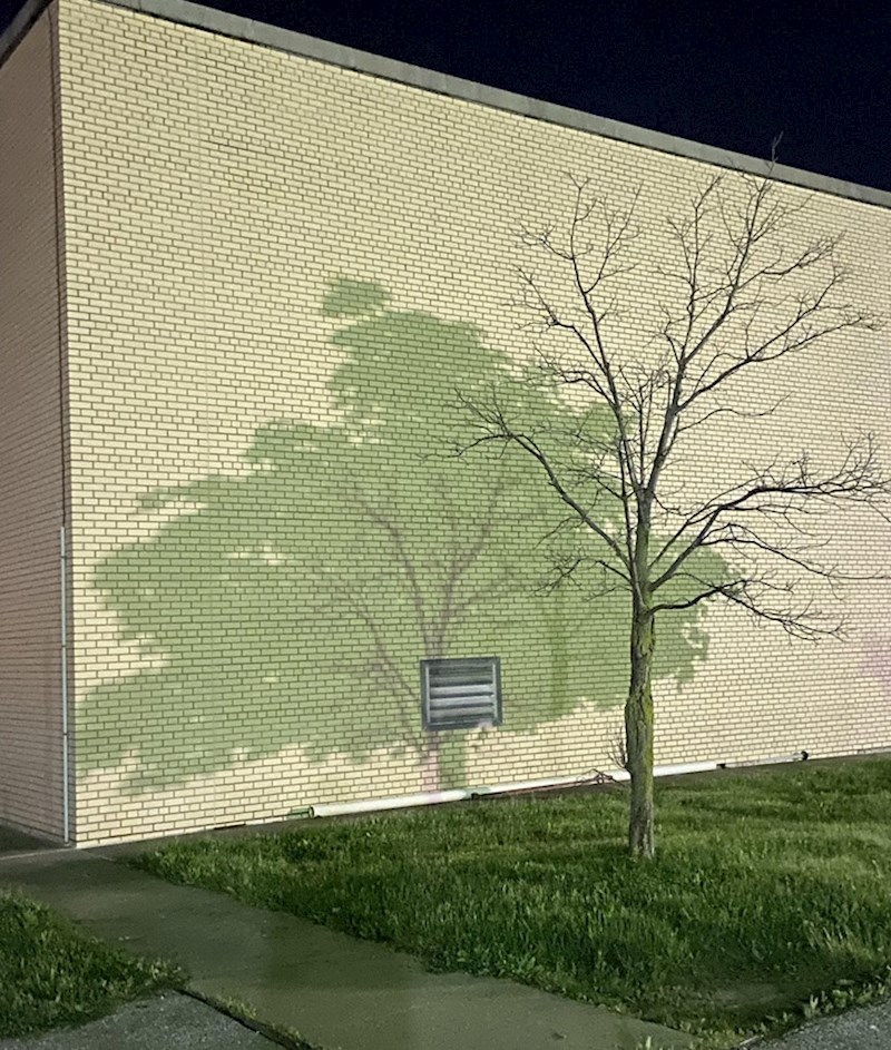 15. Sjena nastala od dva stabla