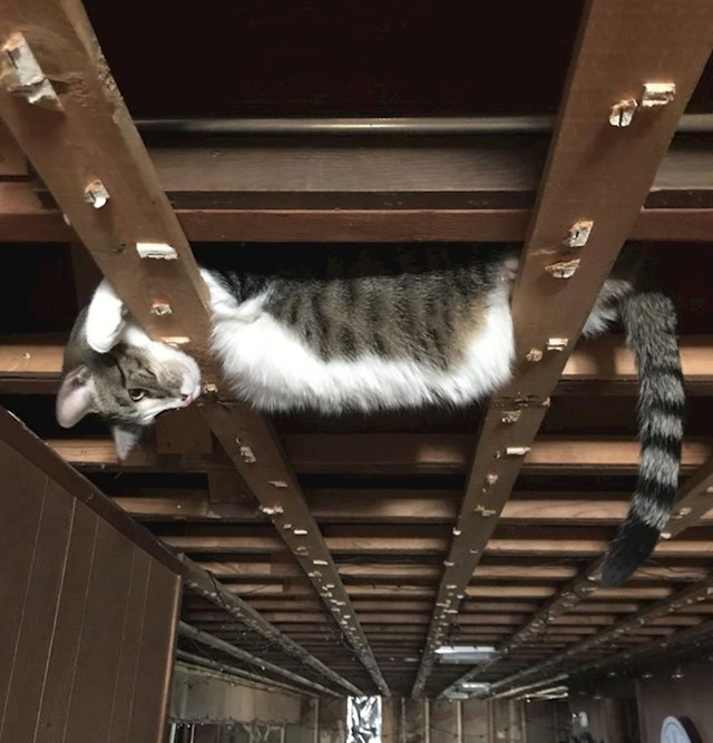10. Skinuli smo strop da ga popravimo, a naša mačka odlučila je u izvidnicu