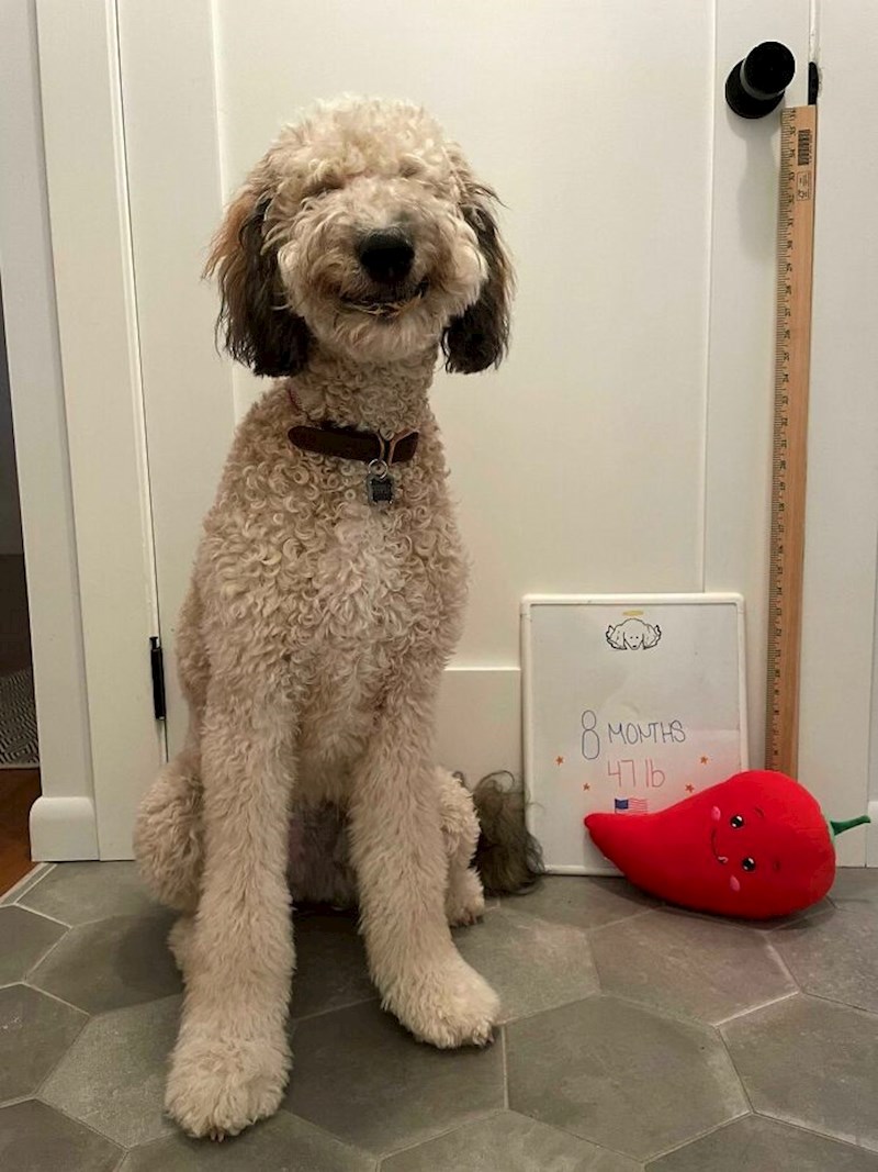 14. "Njegov izraz lica nakon što vidi poslasticu."