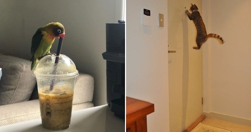 15 ljudi koji su uspjeli okinuti fotku u savršenom trenutku