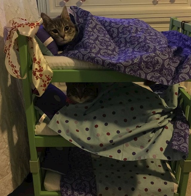 15. "Moja nećakinja odlučila je da njezine mace trebaju spavati na krevetima na kat!"