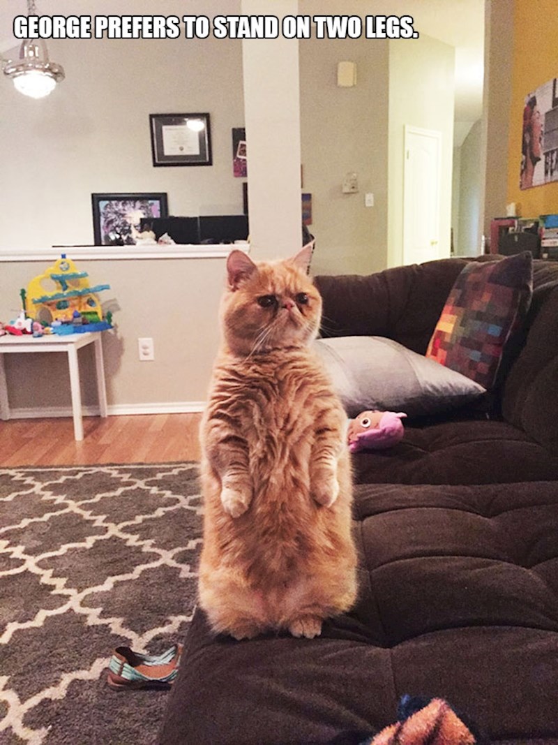 6. George više voli stajati na dvije noge.