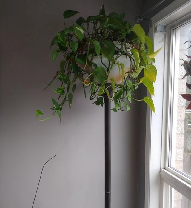 14. "Redizajnirala sam staru pokvarenu lampu i pretvorila ju u teglu za biljku koju moja mačka ne može doseći."