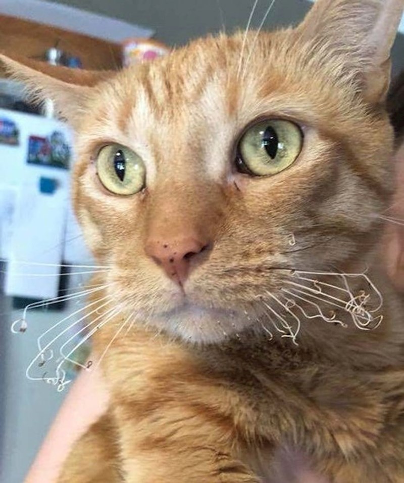 3. Nije mogla odoliti; približila se slanini koja se pekla na štednjaku i spalila brkove.