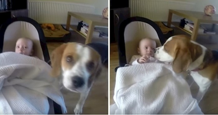 VIDEO Ovaj slatki pas je najnježnija dadilja ikad