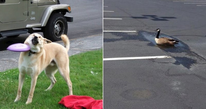 14 nespretnih životinja koje su imale jako loš dan