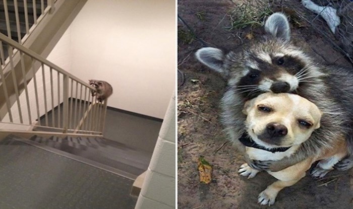 20 simpatičnih fotki koje pokazuju da su rakuni zapravo jako slatki