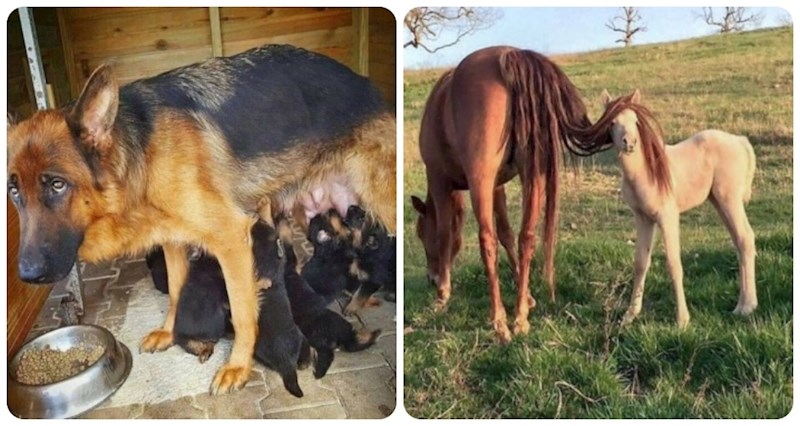 20+ toplih fotki životinja i njihovih mladunaca koje će vam odmah izmamiti osmjeh na lice