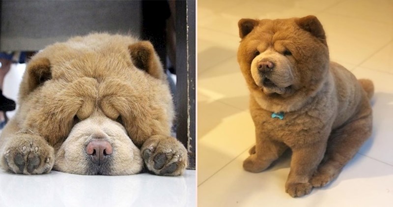 Preslatki chow chow više nalikuje na plišanog medvjedića nego psa