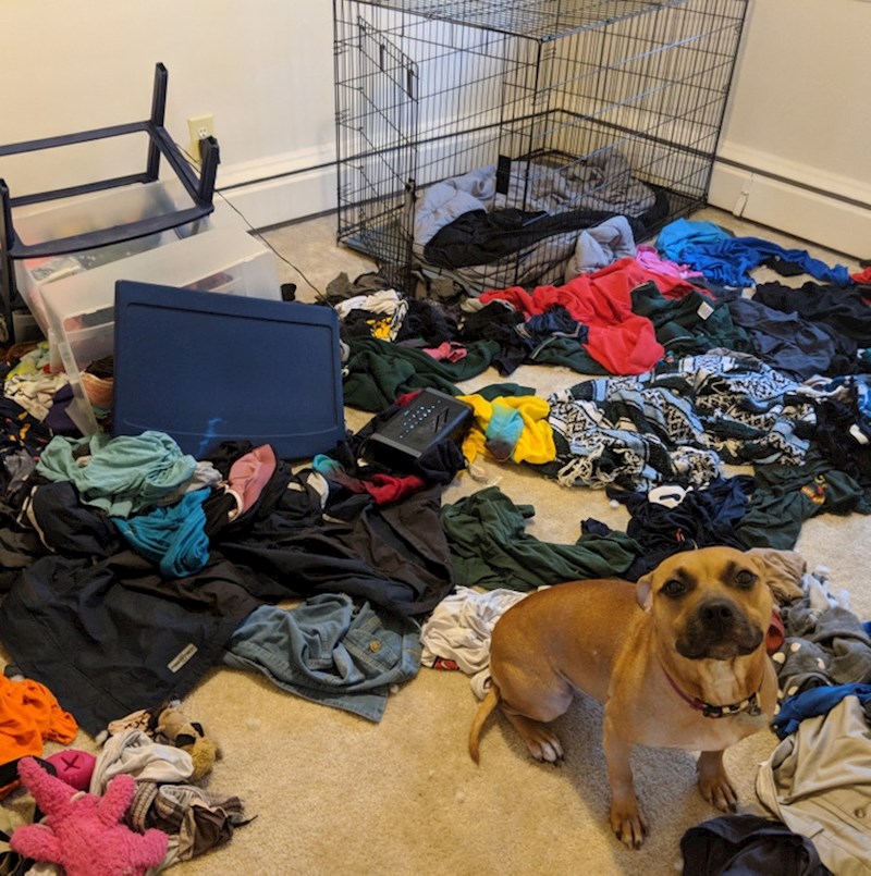 13. Vjerovao je da ga ne treba zatvarati u kavez dok ide do kvatovskog dućana...