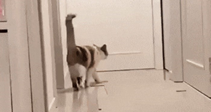 Prevarili ste se ako ste mislili da mačke ne znaju što je to karate