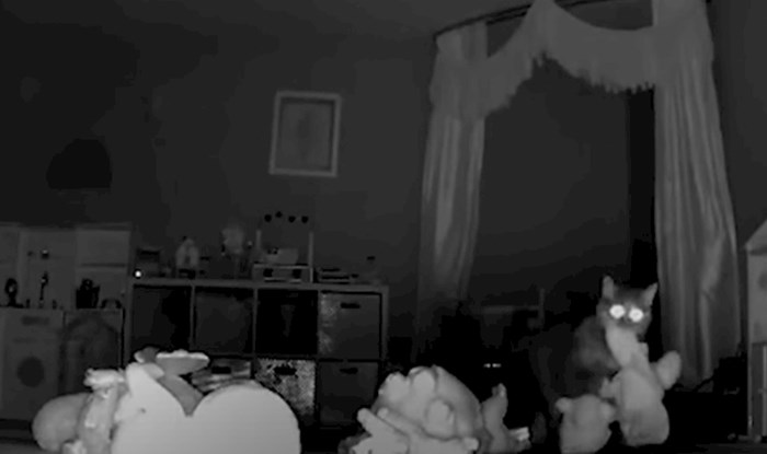 VIDEO Skrivena kamera otkrila je razlog iz kojeg ova mačka "krade" igračke