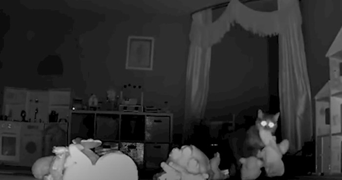 VIDEO Skrivena kamera otkrila je razlog iz kojeg ova mačka "krade" igračke