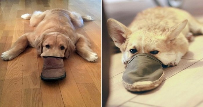 22 smiješne fotke pasa koji obožavaju gurati njušku u obuću