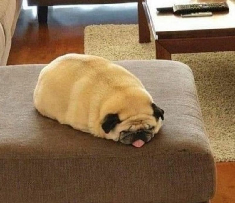 13. Mops ili krumpir, teško je reći.😆