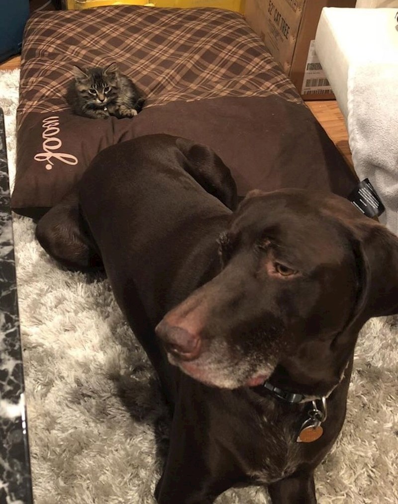 9. "Prvi dan je u našem domu i odmah mu je ukrala krevet..."