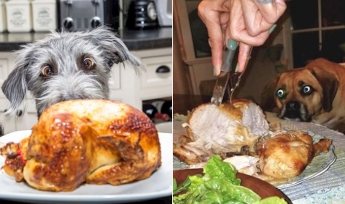 20 pasa koji su totalno hipnotizirani hranom; oduševit će vas njihovi smiješni pogledi