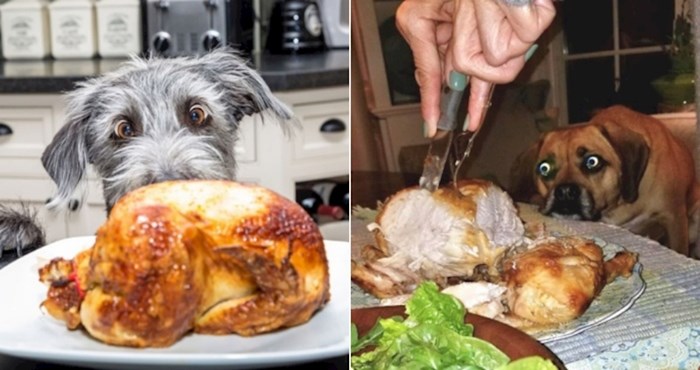 20 pasa koji su totalno hipnotizirani hranom; oduševit će vas njihovi smiješni pogledi