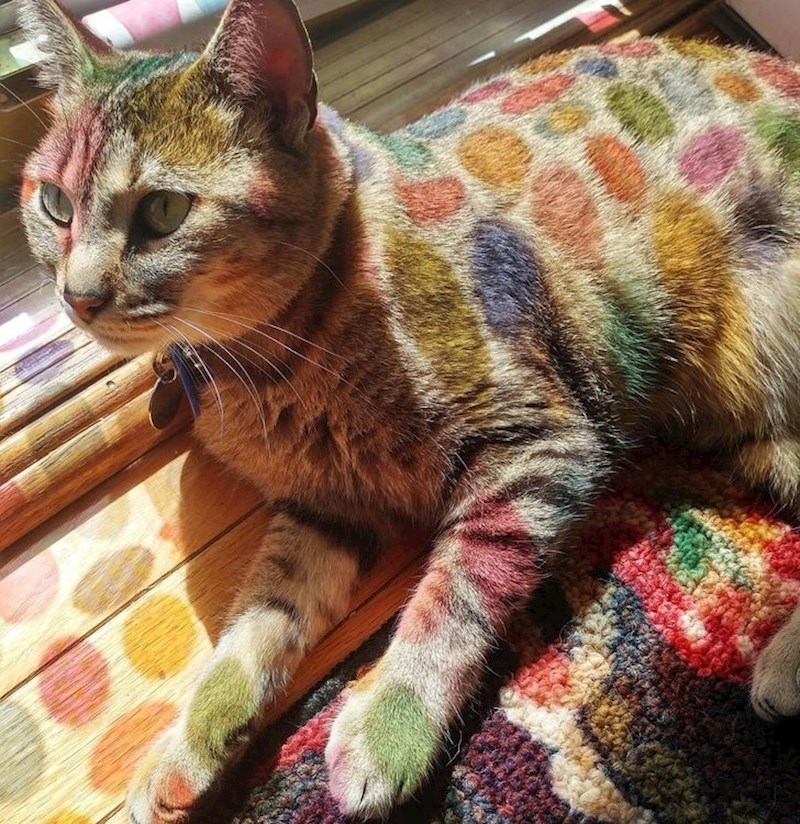 1. "Šareno staklo s vrata reflektiralo se na tijelu naše mačke."