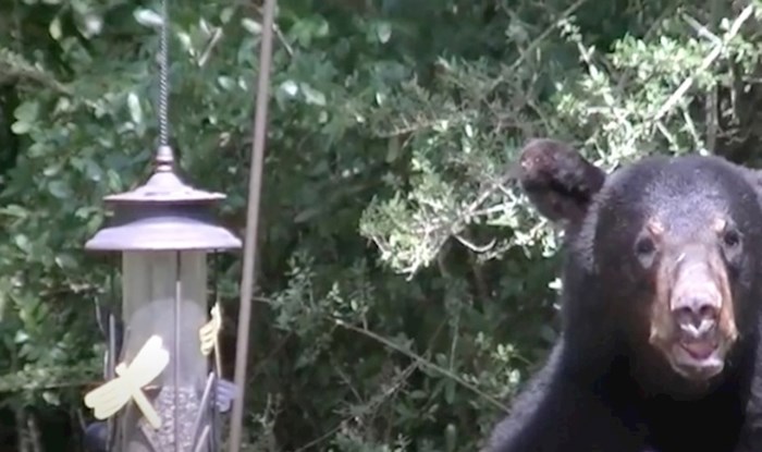 VIDEO U dvorištu ovih ljudi udomaćila se obitelj crnih medvjeda