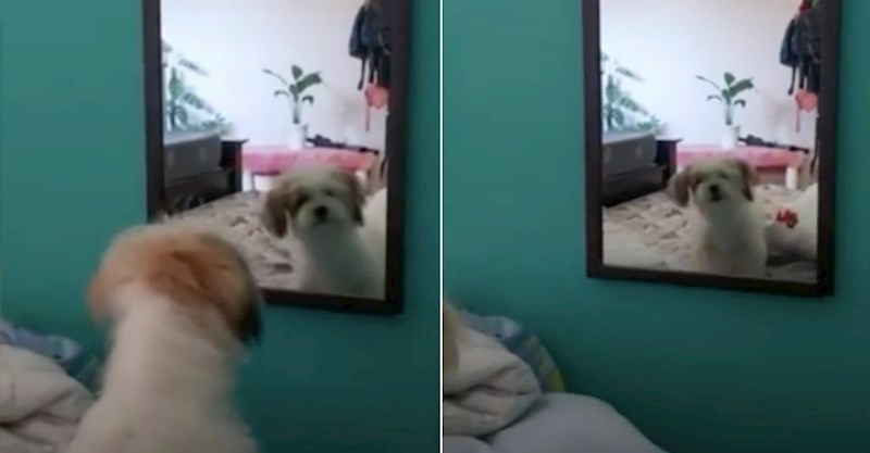 VIDEO Preslatki psić laje svaki put kad ugleda svoj odraz u ogledalu