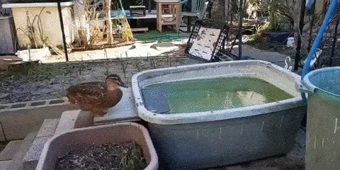 Patkama se smrznuo izvor vode, jednoj od njih to se baš svidjelo