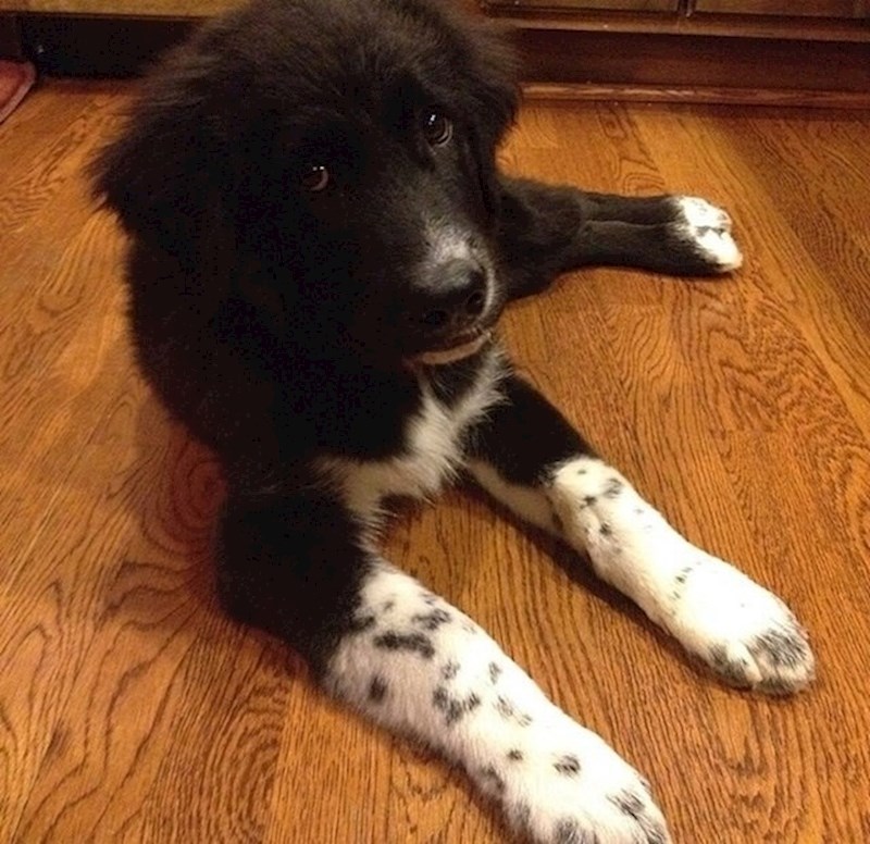 11. Škotski ovčar i newfoundlander.