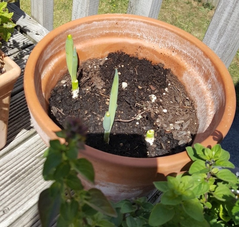 5. "Uvijek ima nade da će biljka ponovno niknuti."