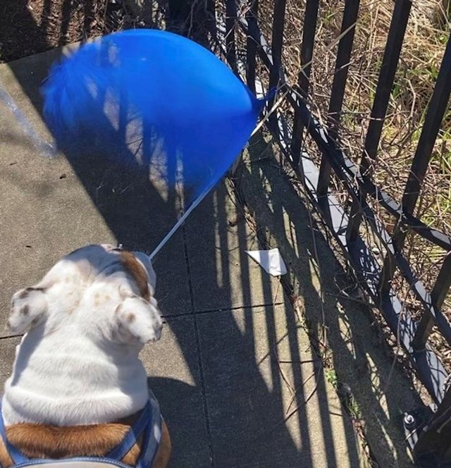 11. "Okinula sam fotku točno u trenutku kad je pas probušio balon!"