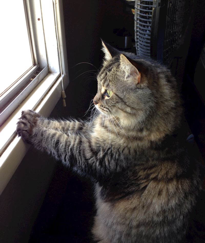 4. Ovo je njezina poza za promatranje vjeverica