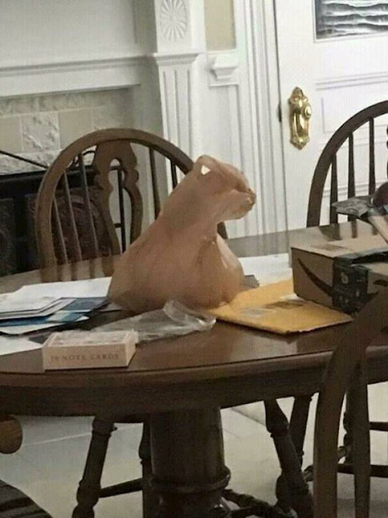 Mačka na radnom stolu.