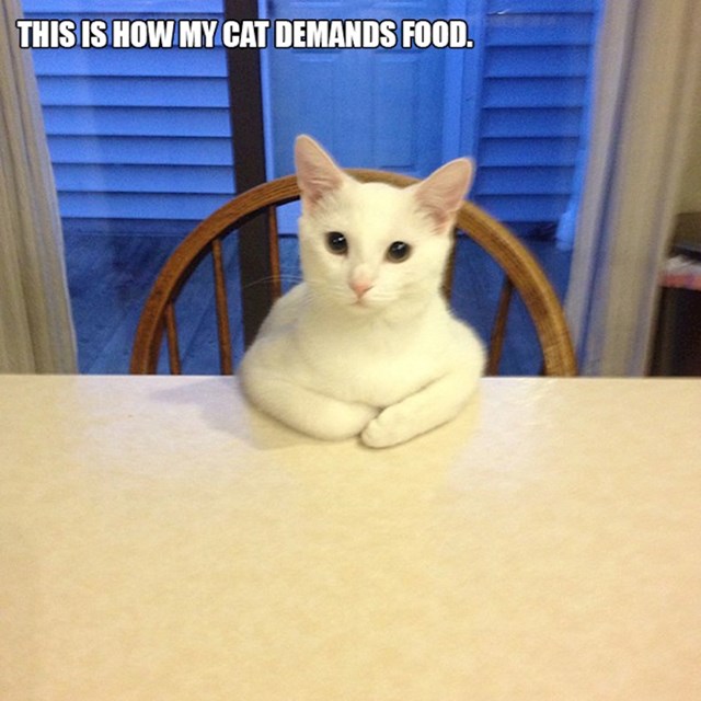 1. Ovako moja mačka zahtijeva hranu.