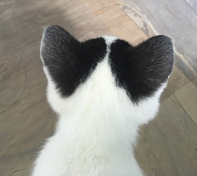 6. Maca ima srčeka na ušima