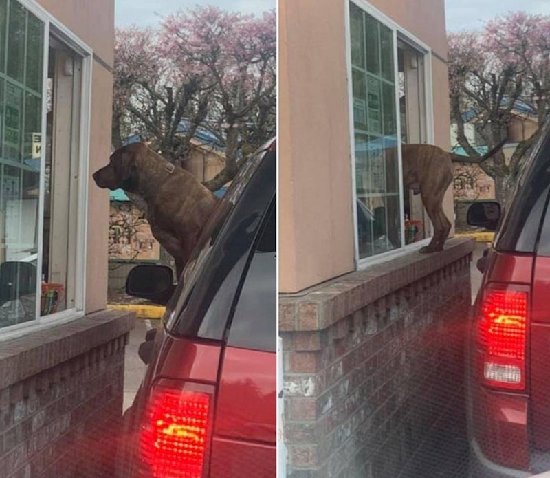 19. Ne može dočekati svoju narudžbu.😝