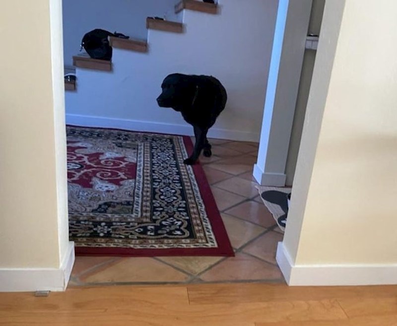 8. Ovaj pas, čini se, zna ze neki tajni prolaz u drugu dimenziju.