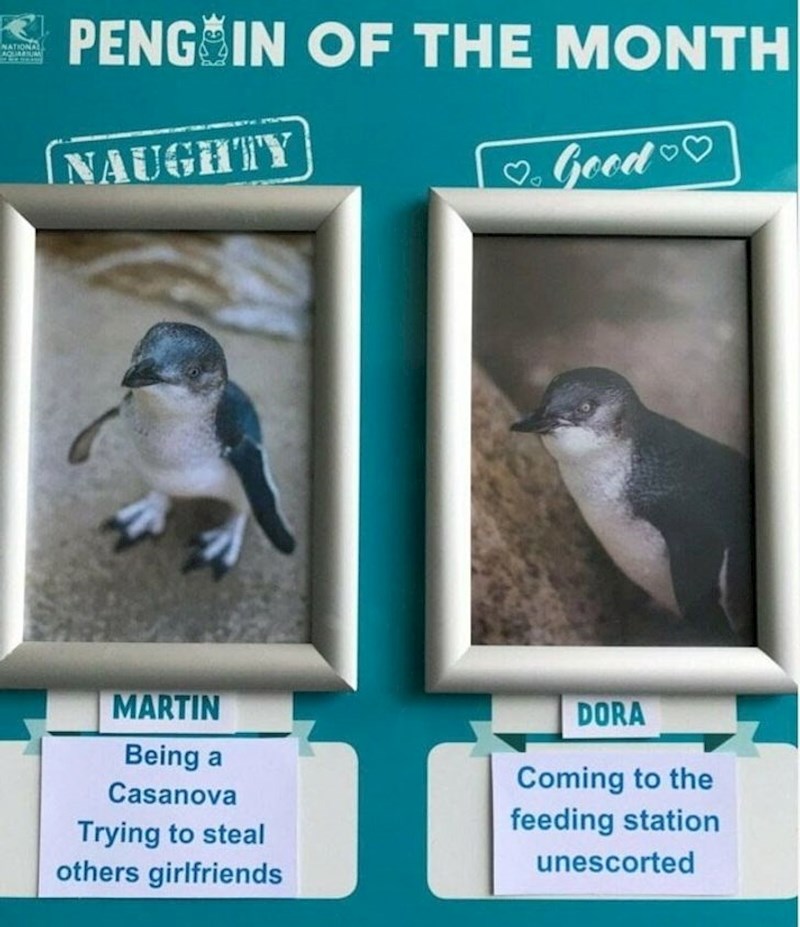 6. Jedan od tamošnjih akvarija bira naboljeg i najzločestijeg pingvina toga mjeseca.