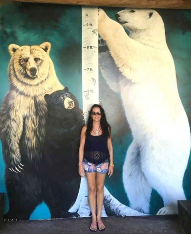 8. Slika koja pokazuje koliko su velike pojedine vrste medvjeda